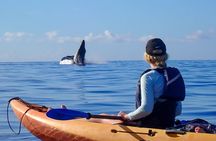 Kayak Whale Watching Tour