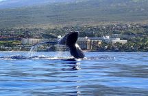 Kayak Whale Watching Tour