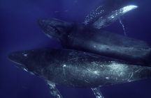 Kayak Whale Watching Tour