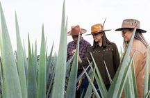 Private Tour to Tequila Ocho Distillery and the Town of Arandas