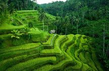 Ubud Tour With Monkey Forest, Rice Terrace, Waterfall, Temple