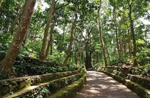 Ubud Tour With Monkey Forest, Rice Terrace, Waterfall, Temple