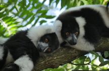 Half-Day Private Tour in Lemur's Park