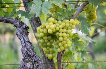 Vipava Valley Wine Express Tour From Ljubljana