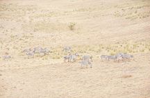 8 Days Private Safari to Southern Circuit Parks of Tanzania