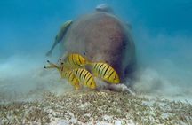 Marsa Mubarak Sea Snorkeling Boat Trip From Marsa Alam
