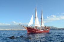 Los Cristianos, pirate ship : cetacean sighting and dip