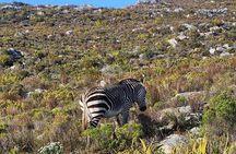 Cape of Good Hope and Penguin Beach Tour in Cape Town 
