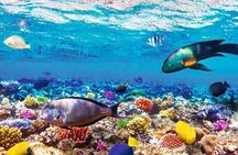 Underwater Paradise Snorkeling Adventure to Samadai Reef in Marsa