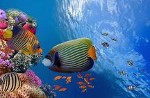 Dolphin House Snorkeling Adventure at Samadai Reef – Marsa Alam