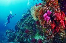 Underwater Paradise Snorkeling Adventure to Samadai Reef in Marsa