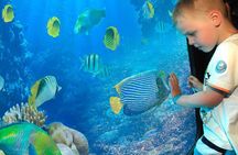 2 Hours Semi Submarine Tour With Transfer from Sharm El-Sheikh 