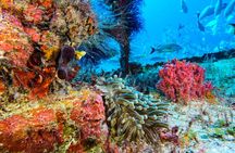 Incredible 2-tank Dive on the Drift Reef in Isla Mujeres