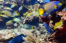 Incredible 2-tank Dive on the Drift Reef in Isla Mujeres