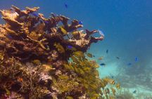 Incredible 2-tank Dive on the Drift Reef in Isla Mujeres