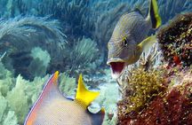 Incredible 2-tank Dive on the Drift Reef in Isla Mujeres