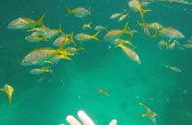 3 Hour Private Snorkeling in Marathon Florida