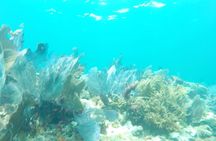 3 Hour Private Snorkeling in Marathon Florida