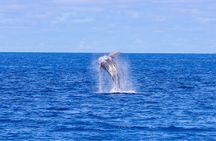 Waikiki Whale Watching Cruise with Snack & Hula Entertainment