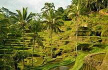 UBUD Spring Temple, Waterfall, Rice Terraces Private Tour
