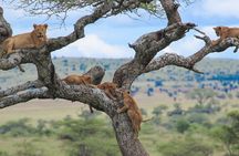 7-Day Kilimanjaro Climb Machame Route 