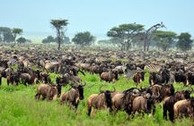 4-Day Tour to Tarangire, Serengeti and Ngorongoro