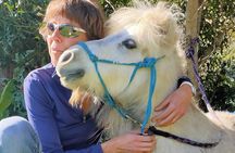 Pony Walking Adventure