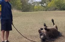 Pony Walking Adventure