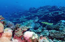 Okinawa Ishigaki Blue Cave Snorkeling Tour