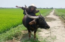 3 Hours Hoi An Countryside Bicycle Tour 