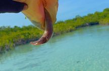 Mangrove Cay And Iguana Island Venture In Turks And Caicos Island