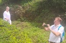 From Kochi: Day Tour to Munnar with Tea Garden and Waterfalls