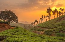 From Kochi: Day Tour to Munnar with Tea Garden and Waterfalls