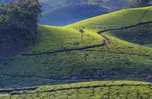 From Kochi: Day Tour to Munnar with Tea Garden and Waterfalls