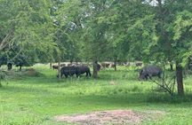 8 Day Kidepo Valley NP & Murchison Falls NP Budget Tour
