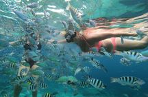 Swim with Manta Rays : Snorkeling Day Trip from Bali