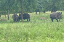 8 Day Kidepo Valley NP & Murchison Falls NP Budget Tour