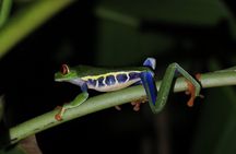 3-In-1 Río Celeste: Tubing, Natural Pool and Jungle Night Tour.