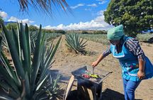 Private Lunch in Mezcal Maguey Fields 