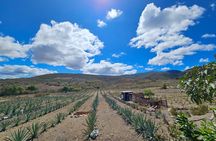 Private Lunch in Mezcal Maguey Fields 