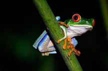 3-In-1 Río Celeste: Tubing, Natural Pool and Jungle Night Tour.