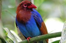 Sinharaja Rain Forest Tour from Tangalle
