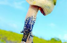 Mangrove Cay And Iguana Island Venture In Turks And Caicos Island