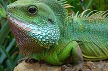 Mangrove Cay And Iguana Island Venture In Turks And Caicos Island