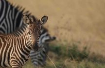 Full Day Private Akagera National Park Safari Tour in Rwanda 