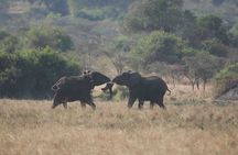 Full Day Private Akagera National Park Safari Tour in Rwanda 