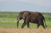 Full Day Private Akagera National Park Safari Tour in Rwanda 