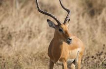 Full Day Private Akagera National Park Safari Tour in Rwanda 