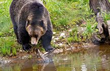 PRIVATE TOUR: Kananaskis Safari Drive and Guided Nature Walk 4H