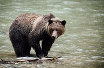 PRIVATE TOUR: Kananaskis Safari Drive and Guided Nature Walk 4H
